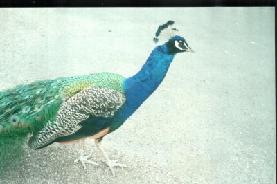 England2000_0014_Peacock.jpg