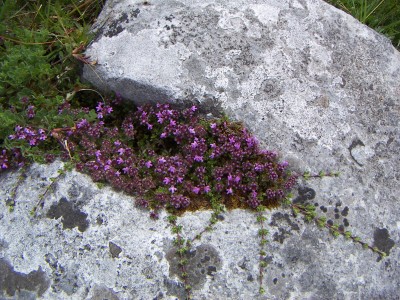 200606261425-PICT0208-Burren.jpg