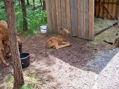 200907241309-100_0211_MoosePark-YoungMoose.jpg