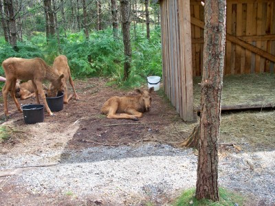 200907241310-100_0212_MoosePark-YoungMoose.jpg