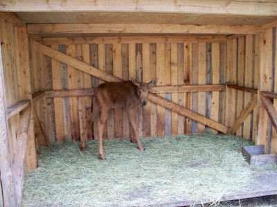 200907241311-100_0214_MoosePark-YoungMoose.jpg