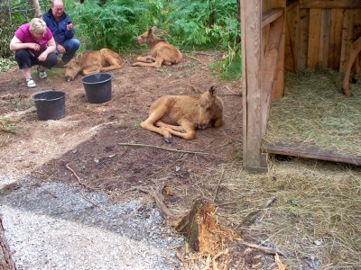 200907241312-100_0215_MoosePark-YoungMoose.jpg