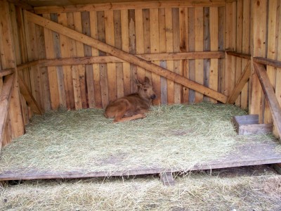 200907241312-100_0216_MoosePark-YoungMoose.jpg