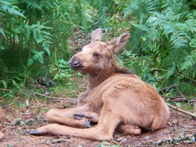 200907241312-100_0217_MoosePark-YoungMooseClose.jpg