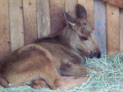 200907241313-100_0219_MoosePark-YoungMoose.jpg