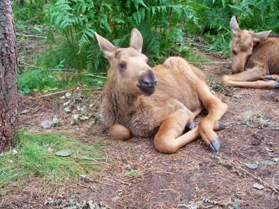 200907241314-100_0222_MoosePark-YoungMoose.jpg