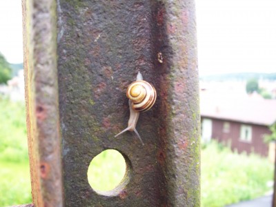 200907251528-100_0278_HaldenSnail.jpg