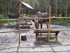 200907241306-100_0201_MoosePark3.jpg