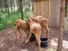 200907241307-100_0205_MoosePark-Foraging.jpg