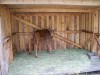 200907241311-100_0214_MoosePark-YoungMoose.jpg