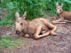 200907241314-100_0221_MoosePark-YoungMoose.jpg