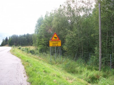 200907211722-100_0144_MooseCrossing.jpg