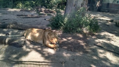 201507191056-00785-IMG-BudapestZoo.jpg