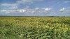 201507141604-00672-IMG-Sunflowers.jpg