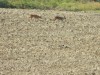 201507301032-00039-DSCN1868-Deer.jpg