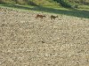 201507301032-00040-DSCN1869-Deer.jpg