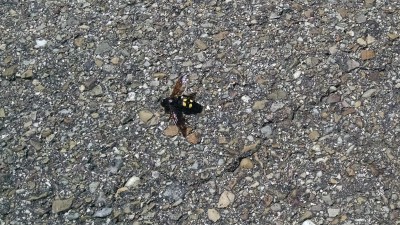 201605311524-00673-IMG_I_think_I_hit_a_bug.jpg