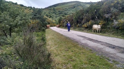 201606181420-01005-HDR_Cows.jpg