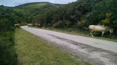 201606181420-01008-IMG_Cows.jpg