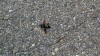 201605311524-00673-IMG_I_think_I_hit_a_bug.jpg