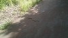 201606031756-00711-IMG_Ecopista_do_Dao_snake.jpg