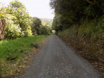 201811041112-00099-DSCN6681_Rimutaka_Trail_tree_tunnel.jpg