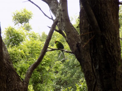 201811061152-00166-DSCN6748_Somes_Island_Parrot.jpg