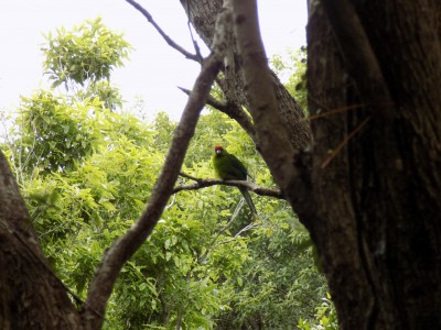 201811061152-00168-DSCN6750_Somes_Island_Parrot.jpg