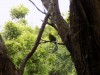 201811061152-00168-DSCN6750_Somes_Island_Parrot.jpg