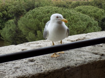 201905181122-00221-DSCN6987_Castel_Sant_Angelo.jpg