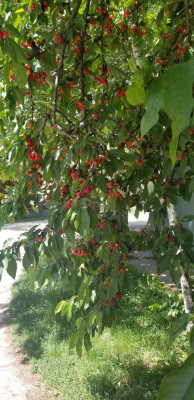 202405231155-00259_Cherries.jpg